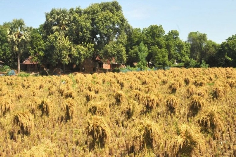 আষাঢ়-৬৫ চিকন ধান কাটা ও সাফসুতরা করতে কৃষকরা ব্যস্ত