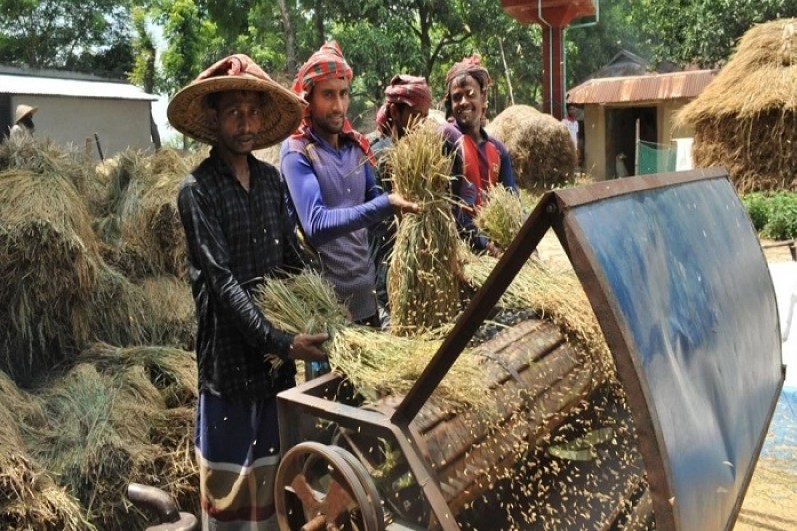 পুরোদমে চলছে ধান মাড়াই