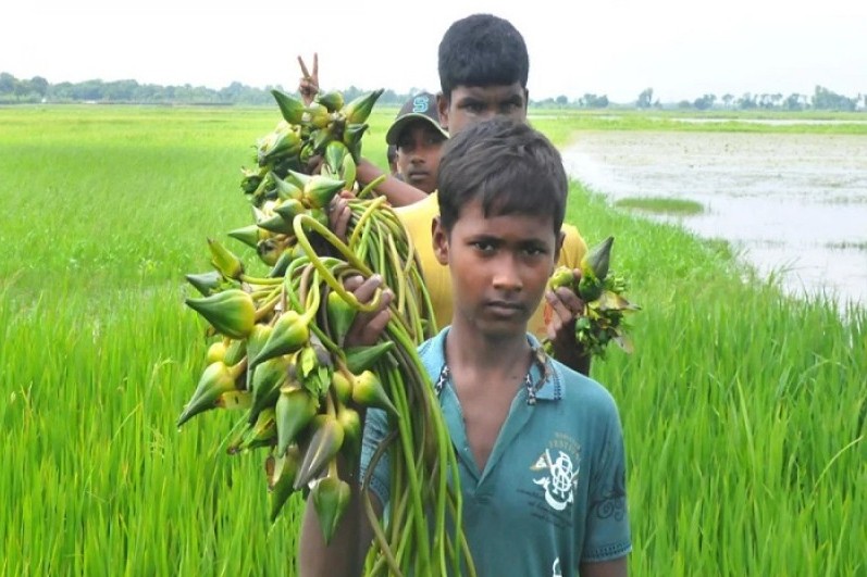 এ বর্ষায় বিলে ফুটেছে অসংখ্য শাপলা-শালুক ও পদ্ম ফুল