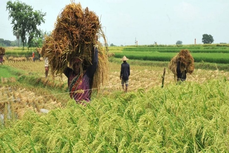 ভেজা ধান তুলছেন কৃষক-কৃষাণীরা