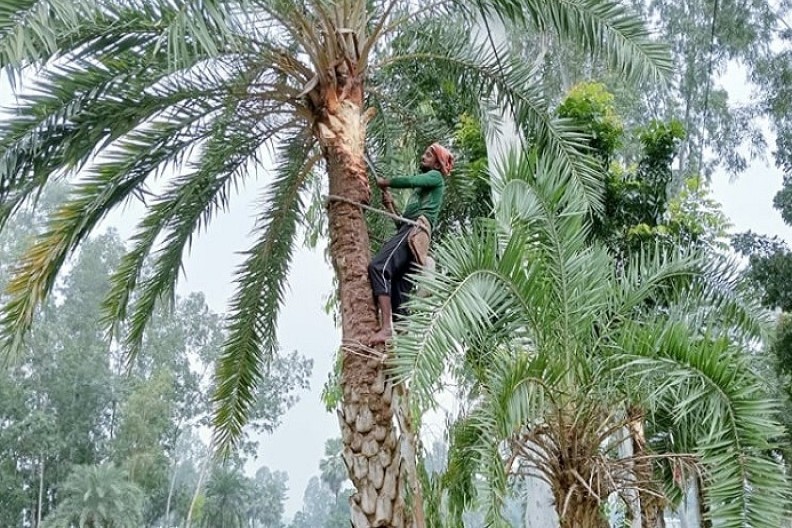 সিরাজগঞ্জে খেজুর রস সংগ্রহের জন্য গাছ প্রস্তুতে ব্যস্ত গাছিরা